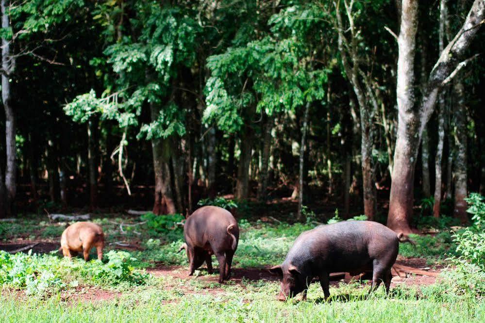 Pousada Guata Pora Foz do Iguaçu Eksteriør billede